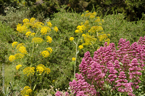 Ferula linkii in flower to the left and red valerian Valeriana rubra in flower to the right. Cueva Grande. San Mateo. Gran Canaria. Canary Islands. Spain. photo