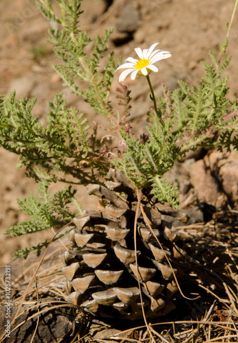 Marguerite Argyranthemum adauctum in flower and cone of Canary Island pine Pinus canariensis. Integral Natural Reserve of Inagua. Gran Canaria. Canary Islands. Spain. photo