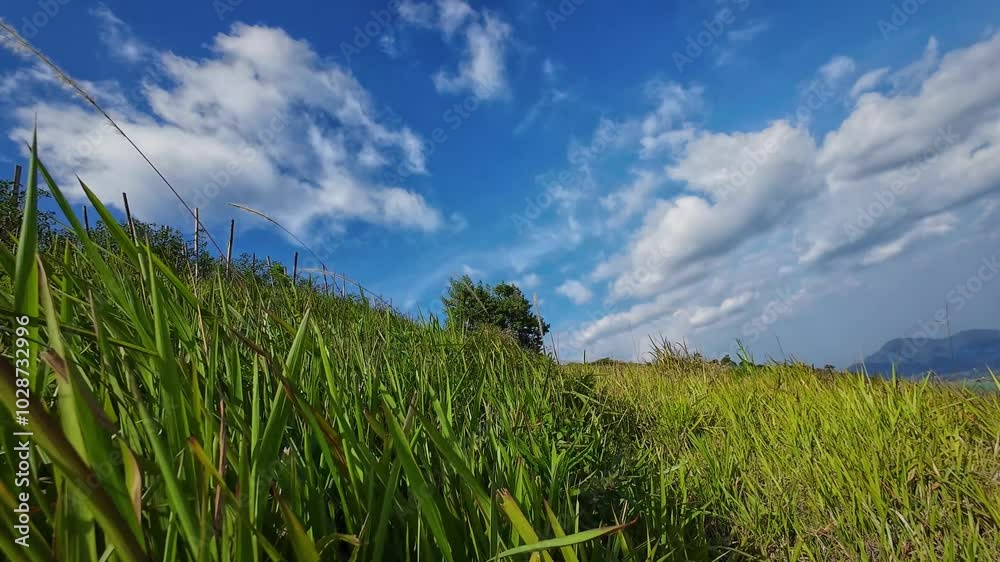 Green grass field with blue cloudy sky during day. 4K quality footage Green grass field with blue cloudy sky during day. 4K quality footage