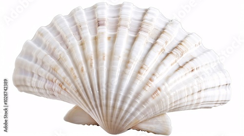 Elegant White Seashell: A Glimpse into Ocean Wonders