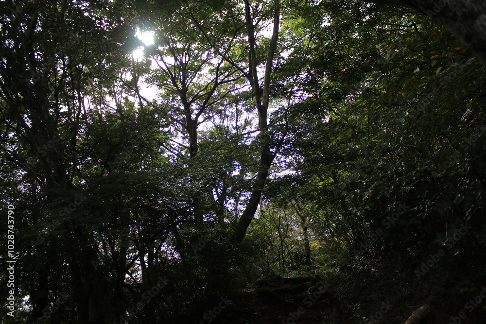 Fototapeta premium 湯河原 ハイキング