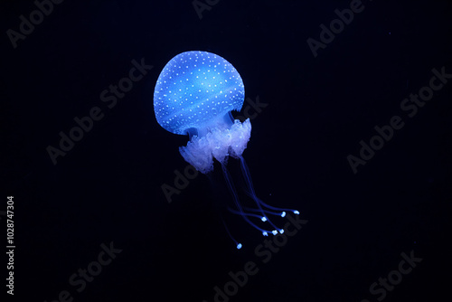 Bioluminescent Jellyfish Phyllorhiza punctata white-spotted jellyfish aka floating bell, Australian spotted jellyfish luminescent underwater