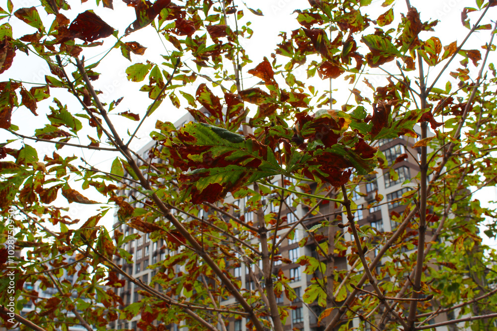 autumn chestnut leaves, red and yellow leaves autumn chestnut leaves, red and yellow leaves