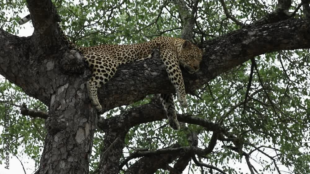 Adult African leopard snoozing in tree with dangling paws, upward view