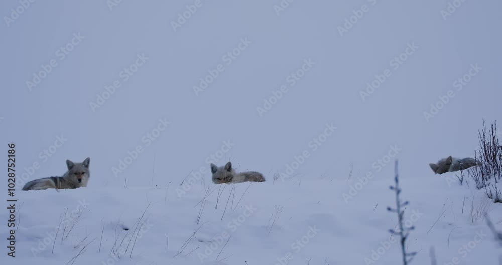 Coyotes Resting In Snow, Alberta, Canada - Wide Shot