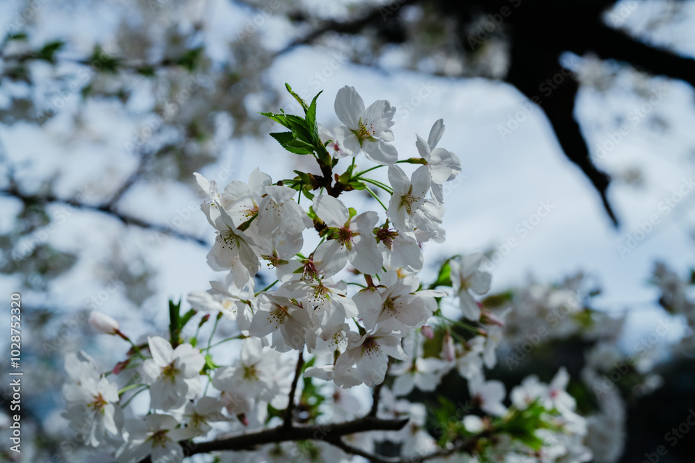 Obraz premium 千鳥ヶ淵の桜