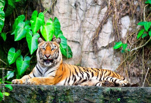 Portrait of a Royal Bengal tiger in a zoo