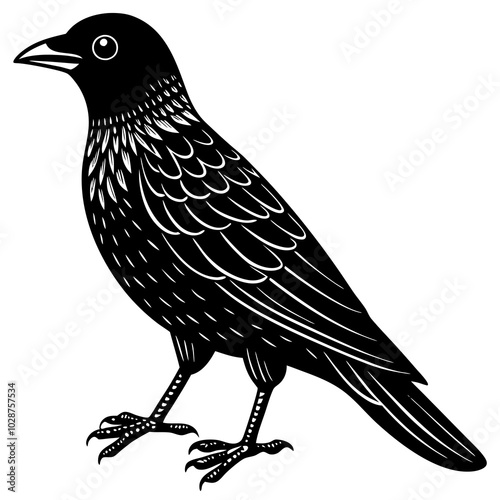 jackdaw on a white background