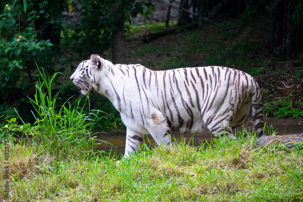 A White Tiger is a rare and majestic variation of the Bengal tiger, distinguished by its striking white fur and black stripes. A White Tiger is a rare and majestic variation of the Bengal tiger, distinguished by its striking white fur and black stripes.