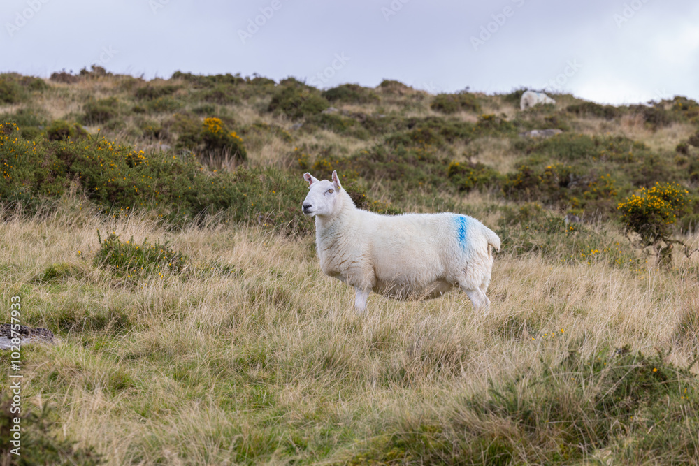 Fototapeta premium Grazing sheep on Moorland