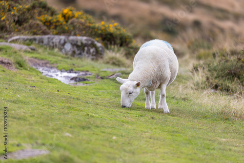 Grazing sheep on Moorland