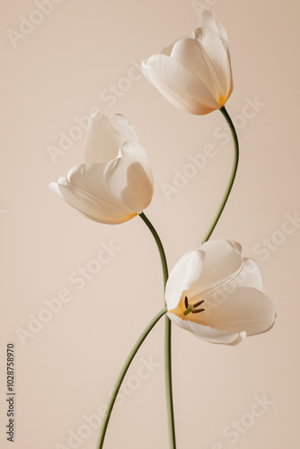 Three white flowers are standing upright