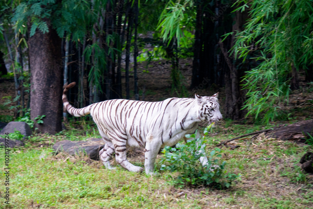 Fototapeta premium A White Tiger is a rare and majestic variation of the Bengal tiger, distinguished by its striking white fur and black stripes.