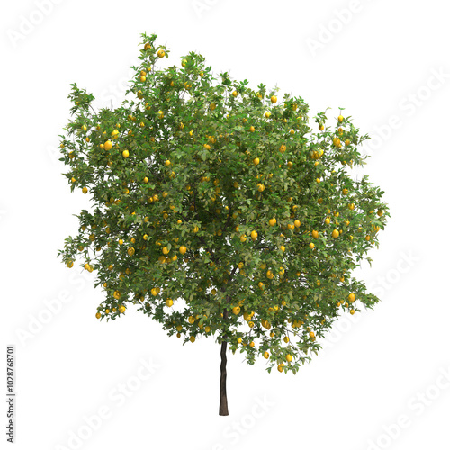 lemon tree isolated on transparent png background - 3D Illustration