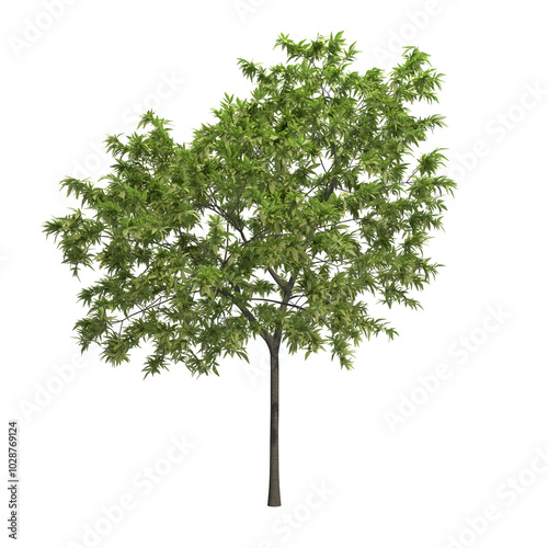 peach tree isolated on transparent png background - 3D Illustration