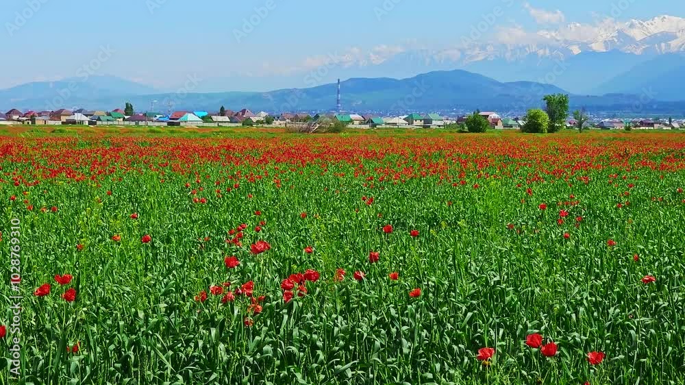 Blooming red poppies in rye field swaying in the wind at sunny day with mountains in the background and small village in the middle ground. Papaver rhoeas as a weed plant in agriculture. Blooming red poppies in rye field swaying in the wind at sunny day with mountains in the background and small village in the middle ground. Papaver rhoeas as a weed plant in agriculture.
