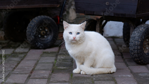 A white fluffy cat sits on the road and looks at the camera. The cat has blue eyes.