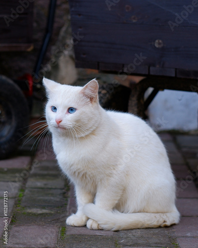 A white fluffy cat sits outside near a wheelbarrow.