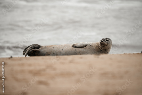 Grey seals on a beach photo