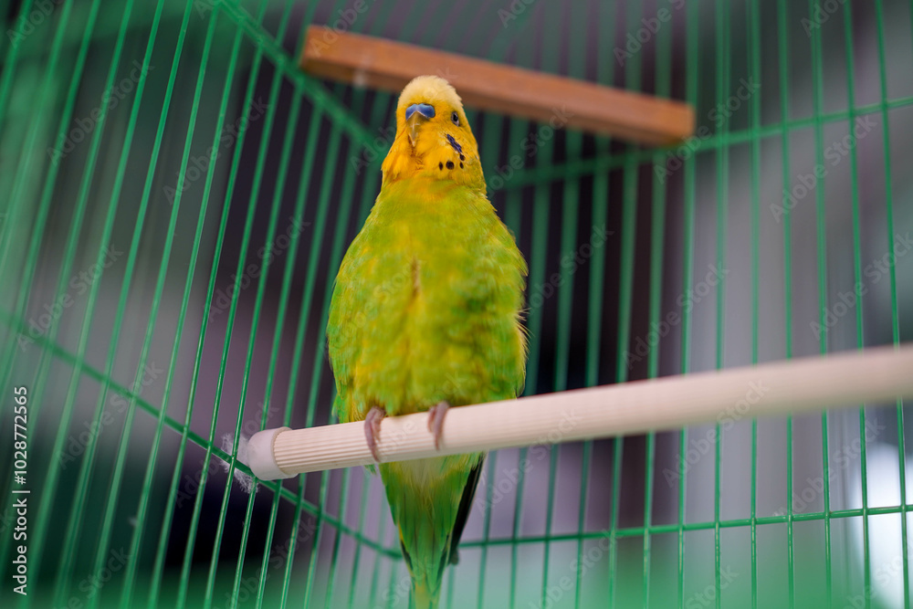 Obraz premium Green budgerigar with a yellow head in a cage, pet
