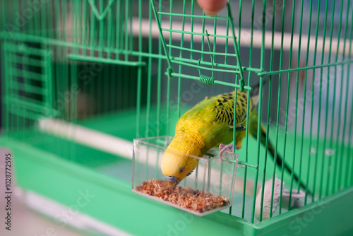 Green budgerigar with a yellow head in a cage eats grains, pet, feeding