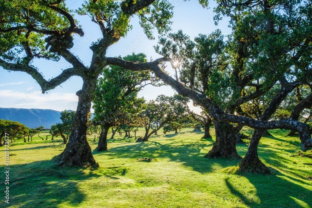 Fototapeta premium Centuries-old til trees in fantastic magical idyllic Fanal Laurisilva forest on sunset. Madeira island, Portugal