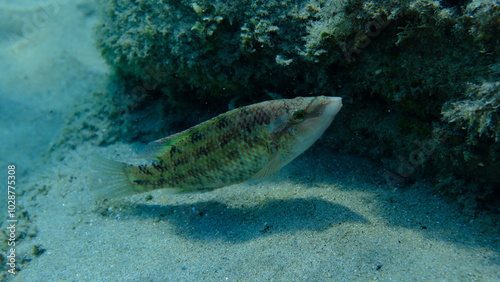 East Atlantic peacock wrasse (Symphodus tinca) undersea, Aegean Sea, Greece, Halkidiki, Pirgos beach