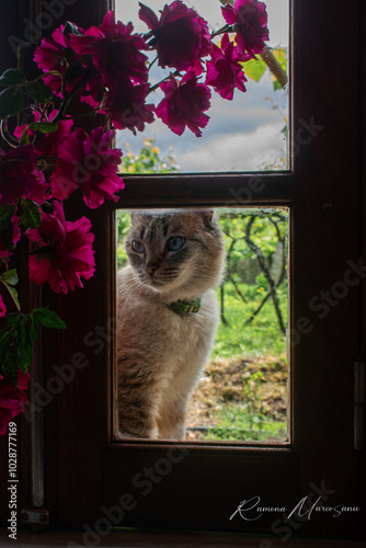 Beautifull Cat in thewindow photo