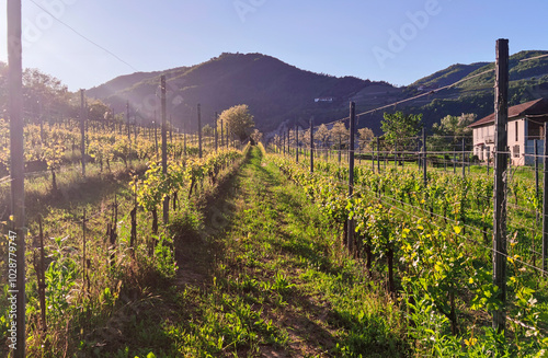 Scenic Italian Vineyard with Mountains and Sunlight