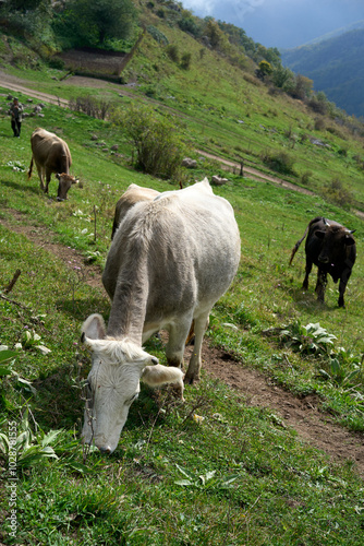 Cows near Khustup mountain