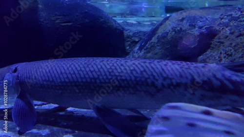 The Florida gar (Lepisosteus platyrhincus) is a species of gar found in the US from the Savannah River and Ochlockonee River watersheds of Georgia and throughout peninsular Florida. photo