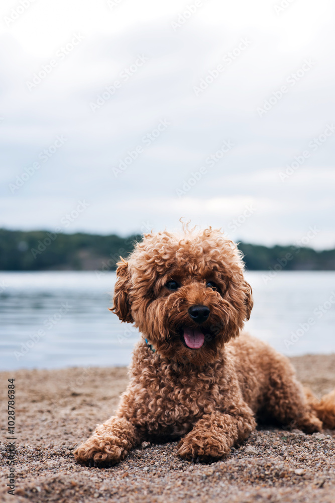A small red curly dog poodle on a walk on the beach on a summer day. Walk with pets. Front view A small red curly dog poodle on a walk on the beach on a summer day. Walk with pets. Front view