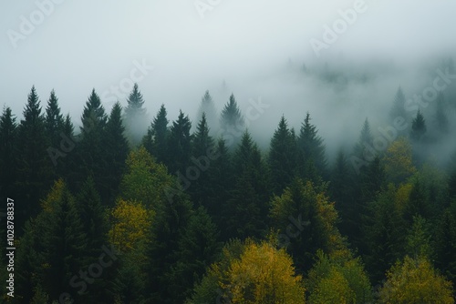 Misty Forest Landscape: A Tranquil View of Pine Trees