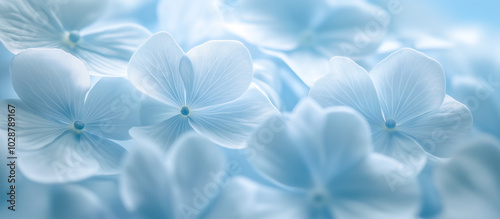 Delicate natural background with blue hydrangea flowers close up. Macro photography. Banner.