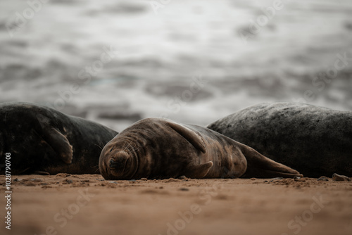 Seal on a beach, cute brown adult seals in Norfolk