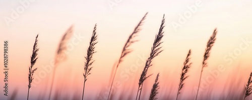 A light breeze moving through tall grass in the evening close up   Nature s gentle rhythm for evening relaxation   tranquil   Multilayer   Field backdrop photo