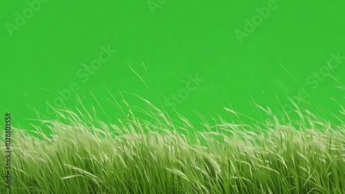 Meadow with grass, there are only grass, the background is the green screen. Generative AI