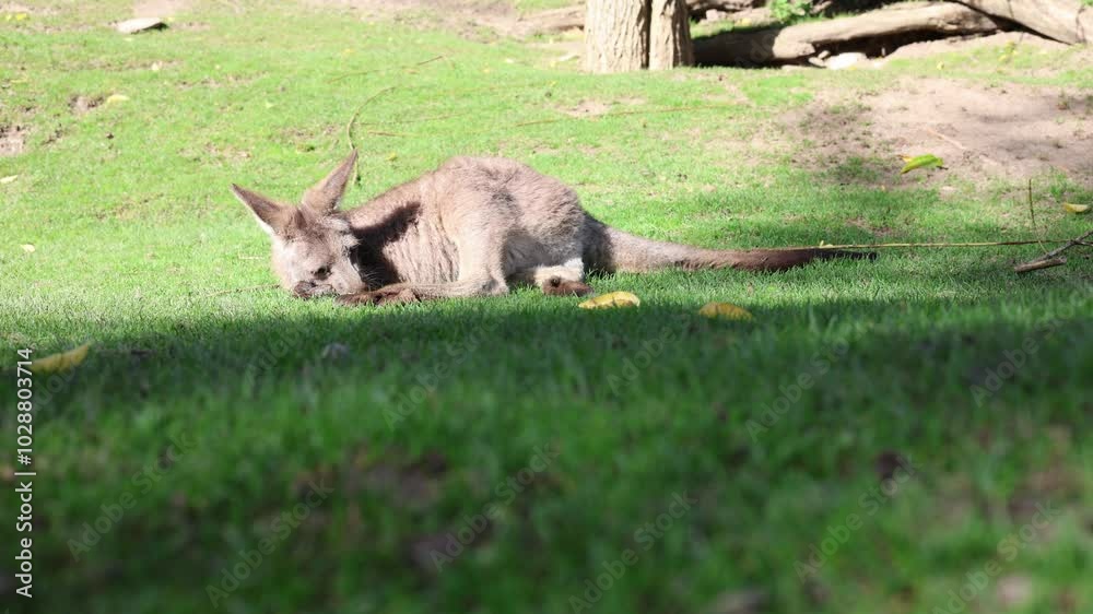 kangaroo lies on the grass kangaroo lies on the grass