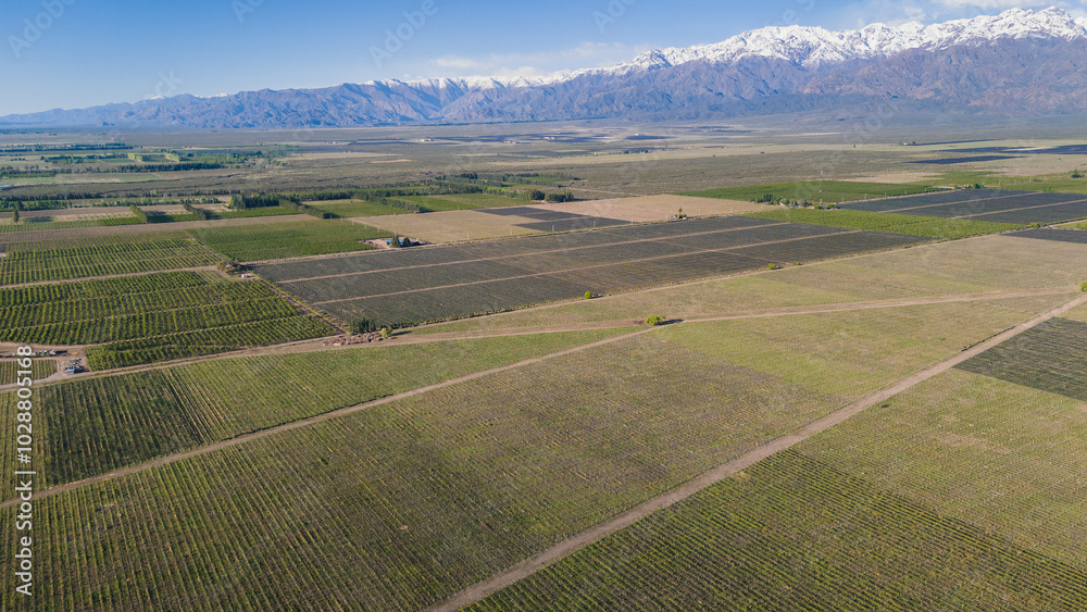 aerial view of vineyards and mountains in Mendoza Argentina aerial view of vineyards and mountains in Mendoza Argentina