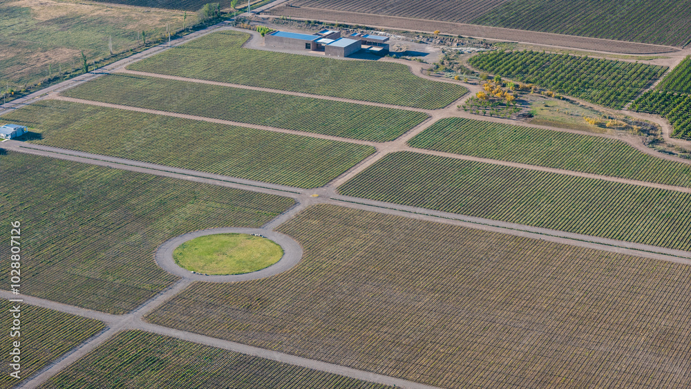 Fototapeta premium aerial view of vineyards in the morning in Mendoza
