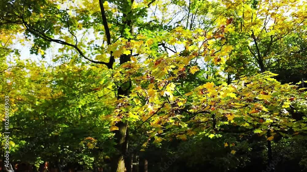 Autumn nature forest landscape. Autumn is in full swing. Walk through the magnificent autumn forest with red and orange trees. Sun rays make their way through foliage. Autumn in the park. High quality Autumn nature forest landscape. Autumn is in full swing. Walk through the magnificent autumn forest with red and orange trees. Sun rays make their way through foliage. Autumn in the park. High quality