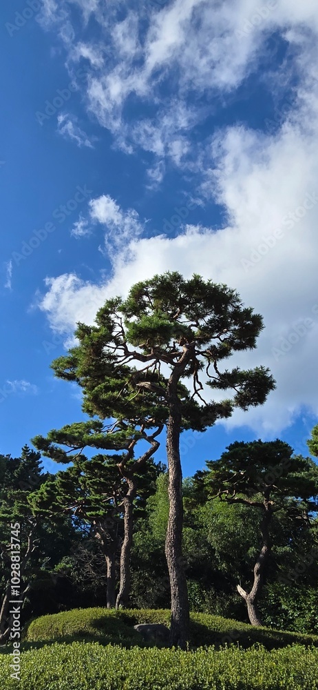 Obraz premium tree in the sky