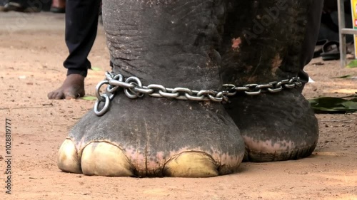 Closeup of chained feet of an elephant photo