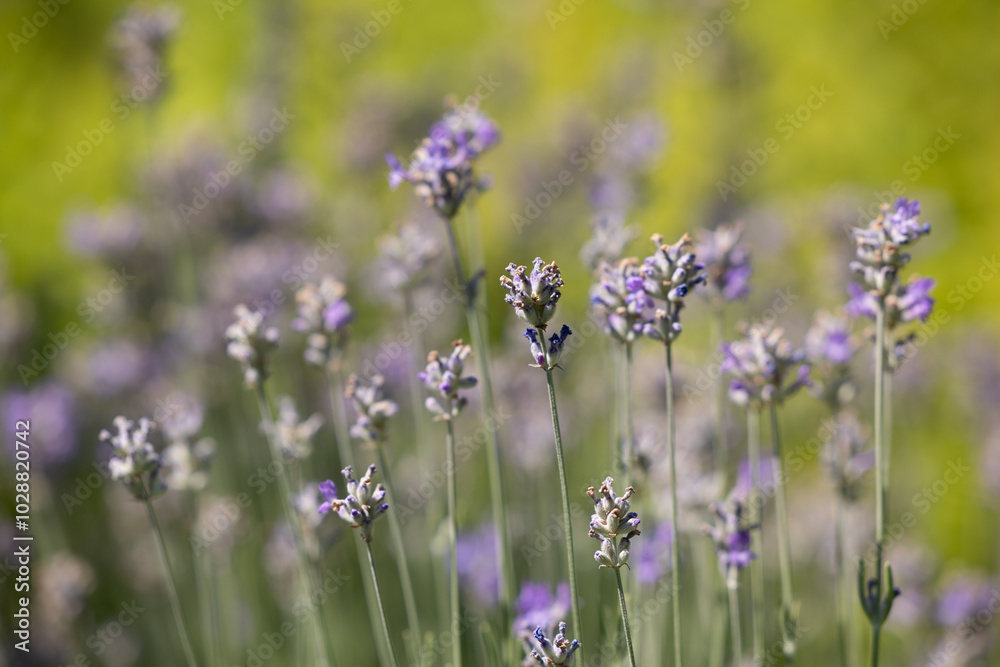 Branches of blooming lavender against the background of a lavender field Branches of blooming lavender against the background of a lavender field