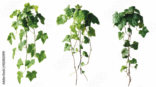 Three varieties of green ivy plants hanging down.