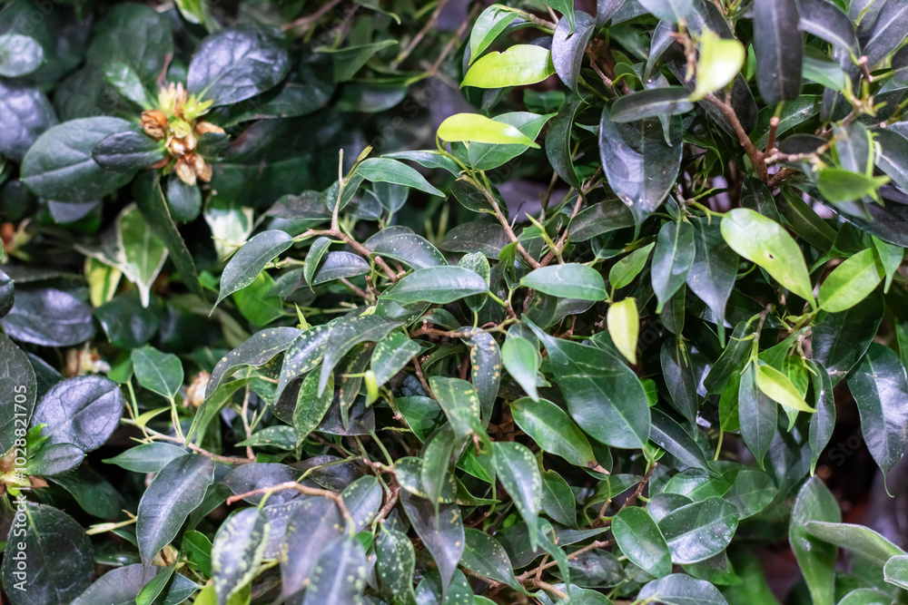 A detailed close up view of a plant that has many green leaves A detailed close up view of a plant that has many green leaves