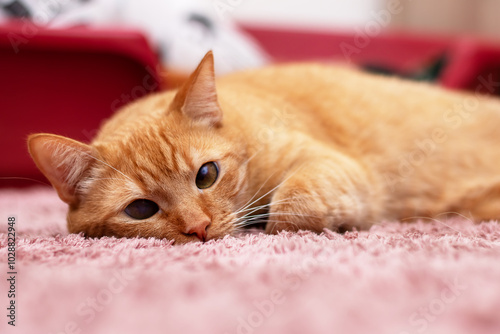 Charming Orange Cat Comfortably Relaxing on Soft and Cozy Carpet with a Peaceful Vibe