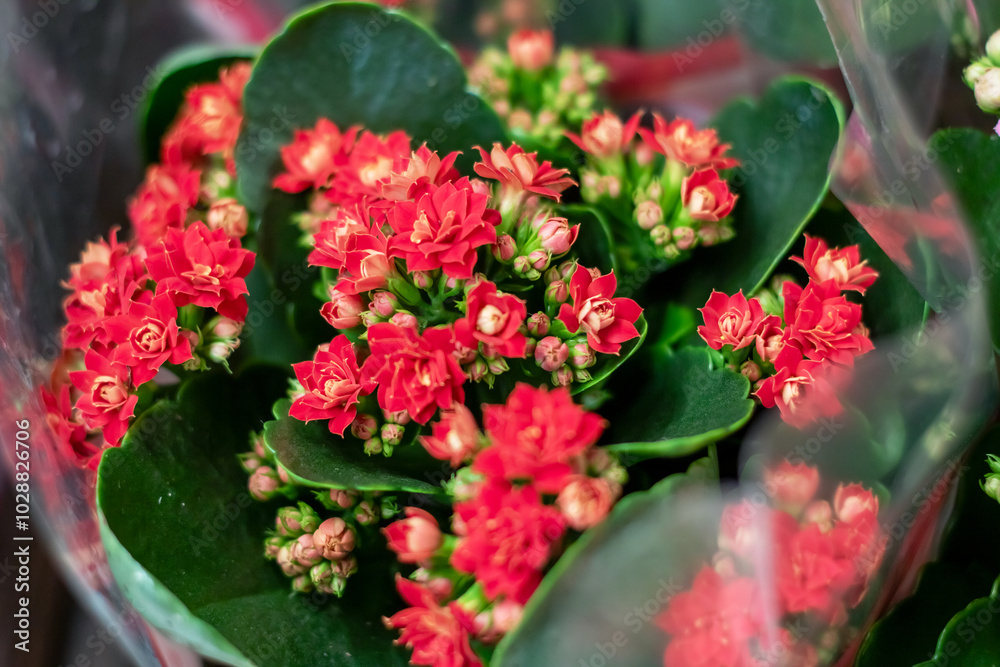Close up of a potted plant with vibrant red flowers and green leaves Close up of a potted plant with vibrant red flowers and green leaves