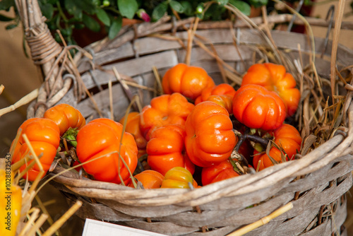 Fruits of the Ethiopian Nightshade vegetable in a wooden box with hay. Flora plants flowers floristry. photo