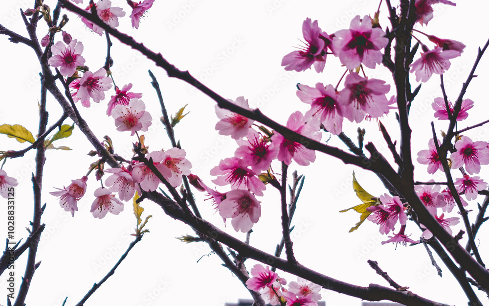 Obraz premium pink cherry blossom